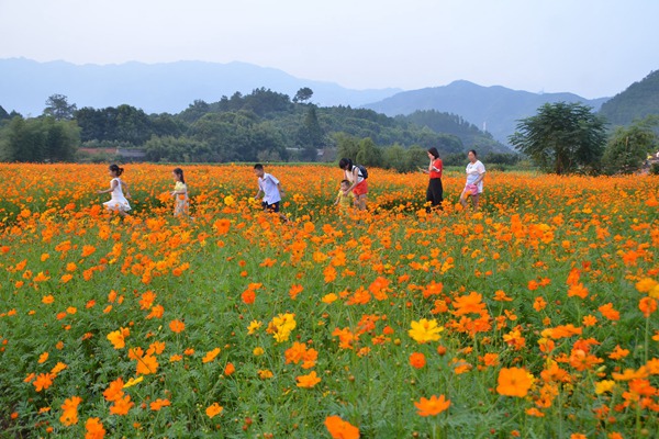 硫华菊