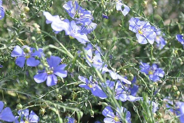 蓝花亚麻