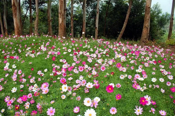 波斯菊和格桑花有什么区别？