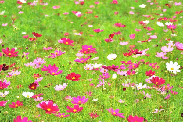 格桑花种子什么时候播种