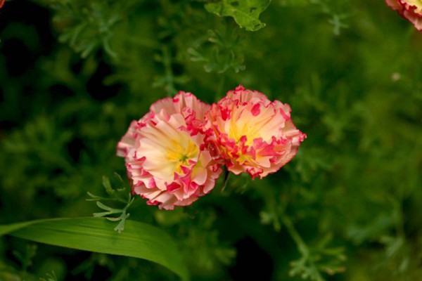 复瓣花菱草