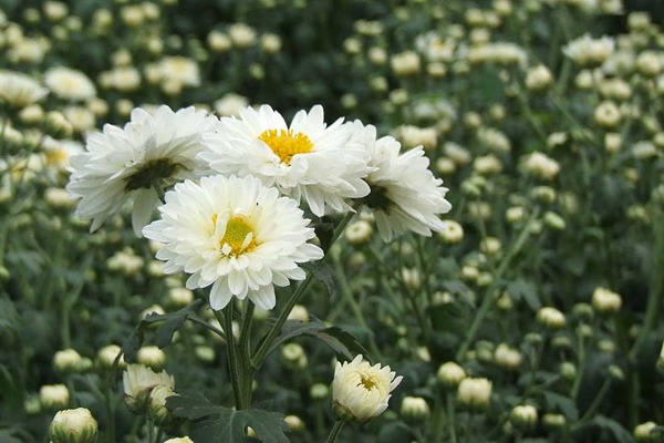 除虫菊种子
