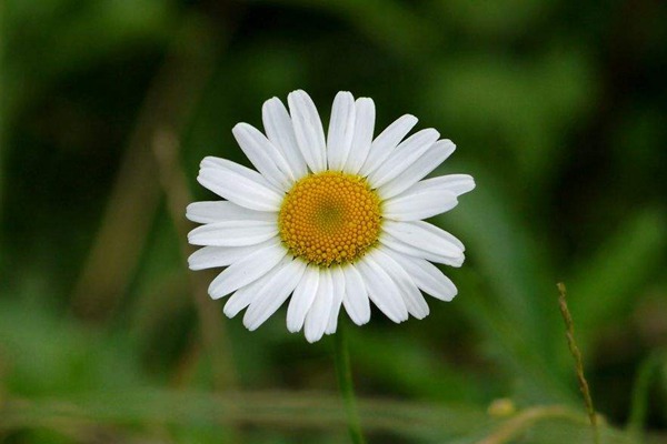 除虫菊种子