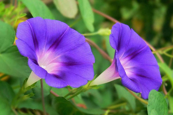 牵牛花种子