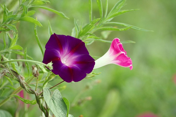 牵牛花种子