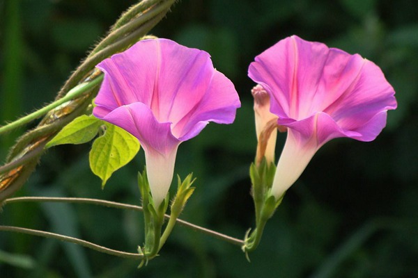 牵牛花种子