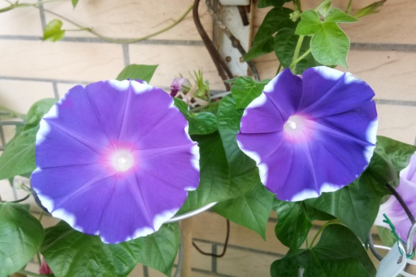 打碗花与牵牛花的区别