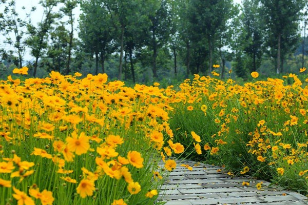 金鸡菊