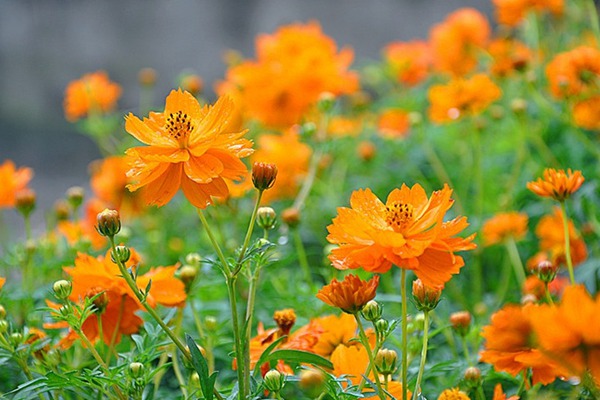  金鸡菊及硫华菊混播方法