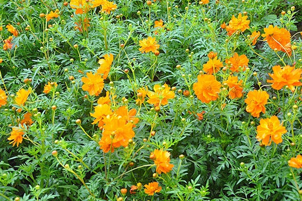  金鸡菊及硫华菊混播方法