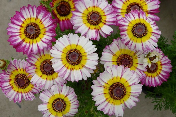 花环菊种子