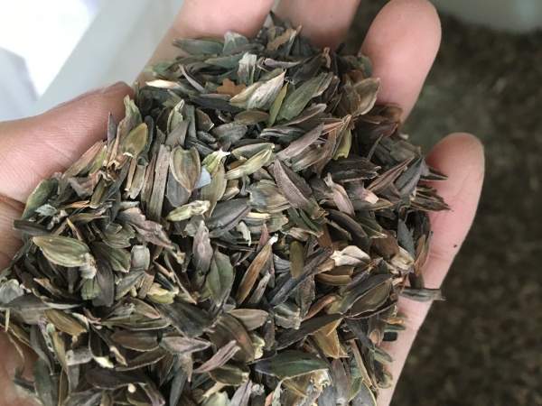 红色百日草种子