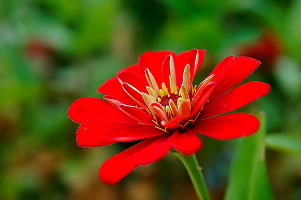 百日草的花语及象征意义