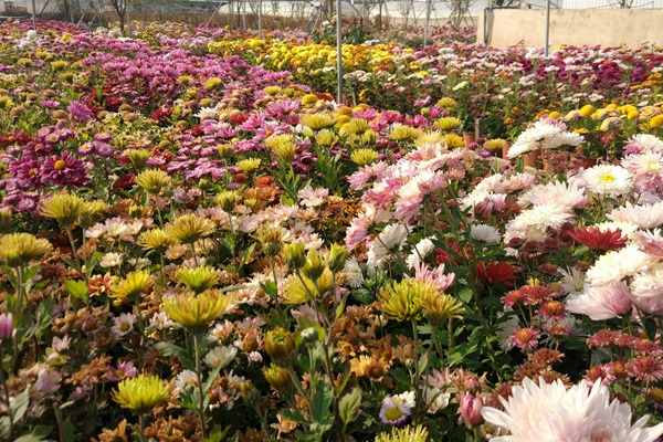 雏菊种子种植方法详解