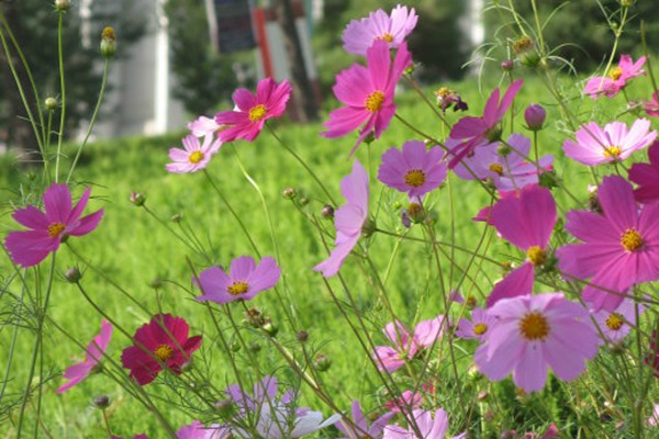 八瓣梅和格桑花的区别