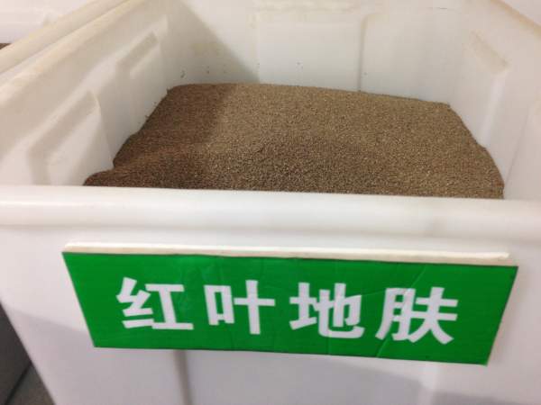 红地肤种子 红地肤种子