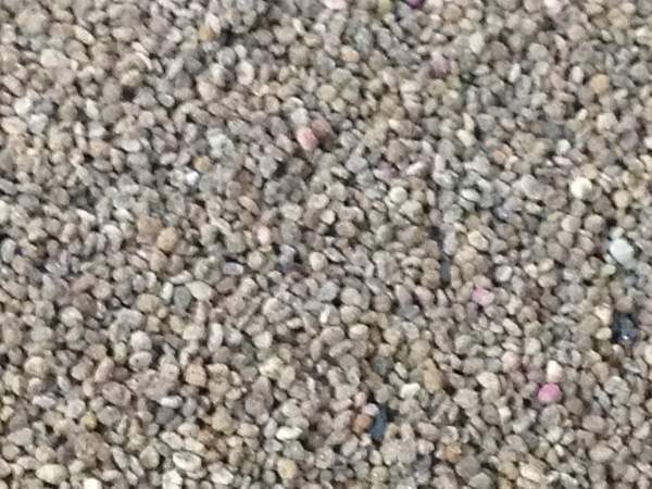 红地肤种子 红地肤种子