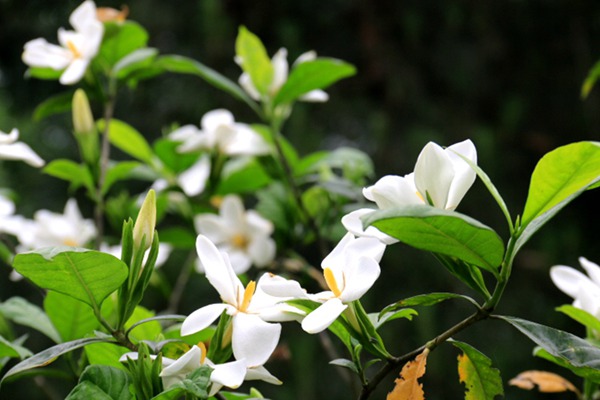 栀子花种子