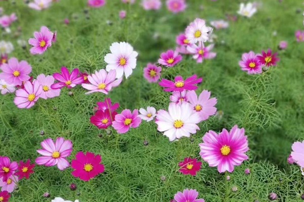 格桑花种子怎么种，需要泡吗？