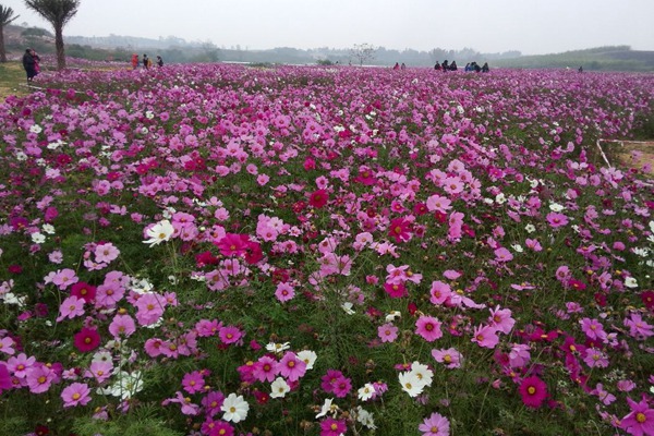 格桑花种子怎么种，需要泡吗？