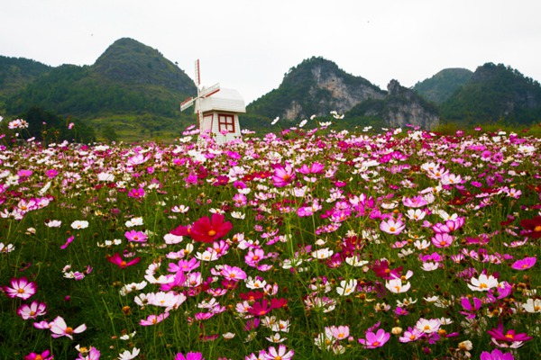 格桑花的花语是什么，有什么寓意